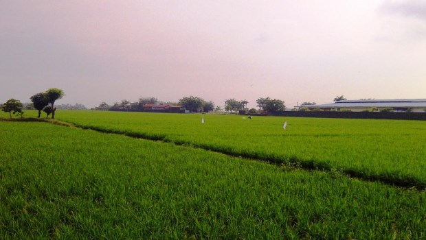 Potensi Pertanian & Perikanan